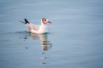 One Seagull, The European herring gull, swims on the calm lake shore in sunset