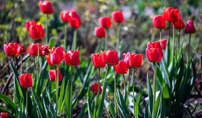 Flowers tulips in green grass, spring nature.