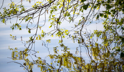 Young green leaves on the trees against the background of the spring sky.