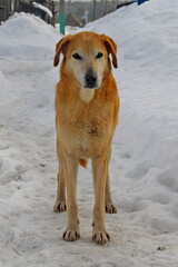 Red dog stands on a path in the snow in the village