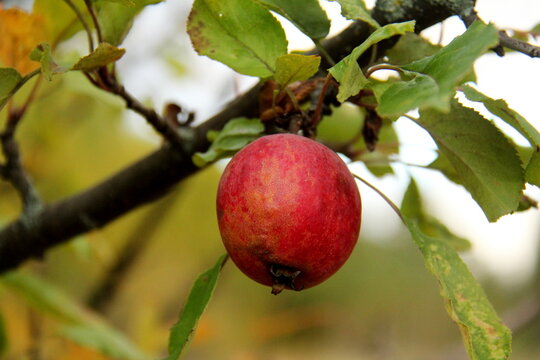 Ripe red apple hanging on a branch