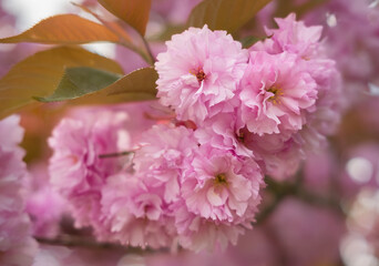 Close up of soft pink Prunus Accolade flowers in spring. Japanesse cherry Kanzan also known as East asian cherry