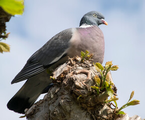 Ringeltaube (Columba palumbus)