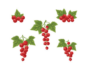 Red currant set. Three branches with ripe red currants and green leaves. Twigs with ripe currant berries. Vector illustration on a white background