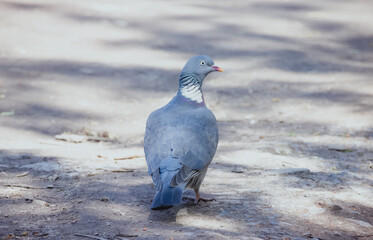 Common wood pigeon stands on the grey land on a sunny spring day. Common Wood-pigeon close-up portrait with copyspace and beautiful feathers. Bird with grey-blue plumage the white patches on the neck.