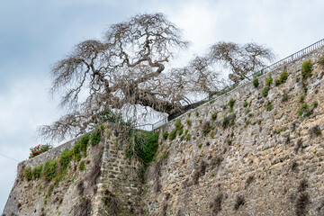 An old tree with many dry branches has a dangerously inclined trunk on the top of the Farnese fortress of Capodimonte, Viterbo, Italy