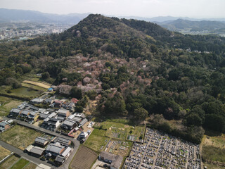 空撮　山　畝傍山　桜　花　木