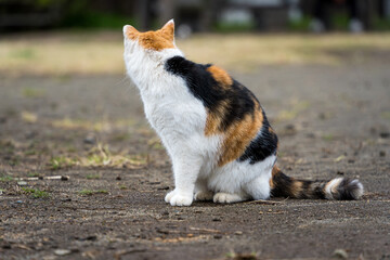 振り返る三毛猫