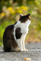 振り向く野良猫