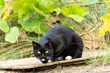 見つめる野良猫