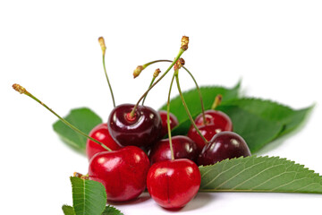 Süßkirschen, Vogelkirschen, Prunus avium