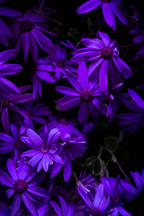 violet flowers background, nature texture