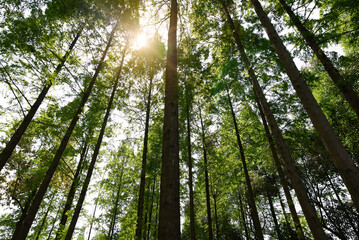 Straight trees in the forest, dazzling sunlight