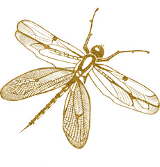 Gold Dragonfly Line Art