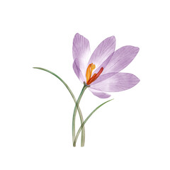 Naklejka na ściany i meble Crocus flower isolated on white. Translucent Saffron crocus flower watercolor botanical illustration. Crocus Sativus blossom. Purple Transparent flower