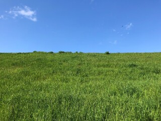 Obraz premium Vertical view on a hillside covered with fresh green gras with a dark blue sky with only thin clouds in the background in a spring scenery as an homage to the classic Microsoft Windows background