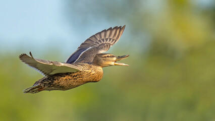 Wild duck. Mallard (Anas platyrhynchos) in flight. Bird in flight.