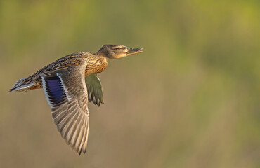 Wild duck. Mallard (Anas platyrhynchos) in flight. Bird in flight.