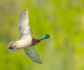 Wild duck. Mallard (Anas platyrhynchos) in flight. Bird in flight.
