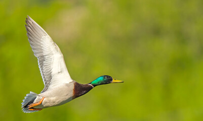 Obraz premium Wild duck. Mallard (Anas platyrhynchos) in flight. Bird in flight.