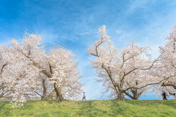 京都-【淀川河川公園背割堤地区の桜】