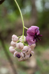 purple and white flowers and buds of Akebia quinata 2