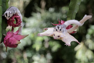 An albino sugar glider mother is gliding towards a ripe dragon fruit on a tree while holding her...