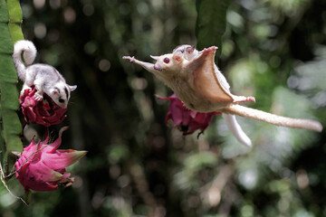 An albino sugar glider mother is gliding towards a ripe dragon fruit on a tree while holding her...