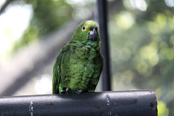 Amazon Parrot