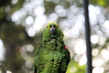 Amazon Parrot