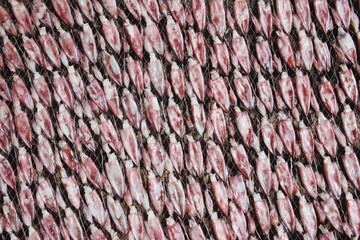 Dry squid in fishing pier. Texture of dried squid on pier.