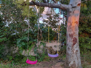 Swings in the forest