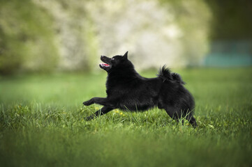 schipperke dog running outdoors on grass