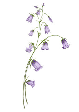 bellflower or rampion bellflower