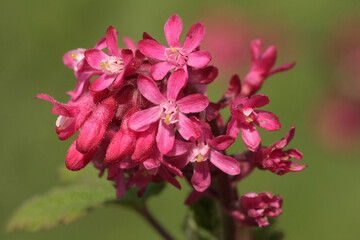 Fototapeta na wymiar Groseillier à fleurs --- Cassis-fleur --- Groseillier sanguin (Ribes sanguineum)
