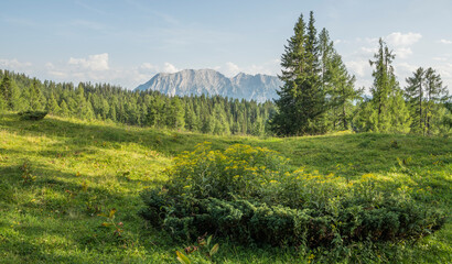 Beautiful summer alpine landscape with grass and pine trees in the foreground and forest and mountains in the background. summer, alps, austria, copy space, negative space.