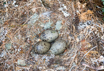 Uova di gabbiano nel nido