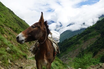 In the Nepalese Himalayas' Manaslu region, a close-up reveals a determined donkey carrying a load...