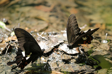 Fototapeta na wymiar 砂利の川岸で保水するモンキアゲハのカップル（マクロレンズ使用・屋外自然光・接写写真）