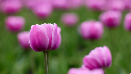Obraz premium Beautiful bright colorful pink Spring pink tulips. Field of tulips. Tulip flowers blooming in the garden. Panning over many tulips in a field in spring. Colorful field of flowers in nature