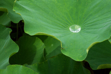 ハスの葉と水滴　雨雫と蓮の葉っぱ　Water droplet on green lotus leaf