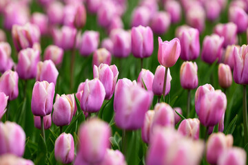 Beautiful bright colorful pink Spring tulips. Field of tulips. Tulip flowers blooming in the garden. Panning over many tulips in a field in spring. Colorful field of flowers in nature.