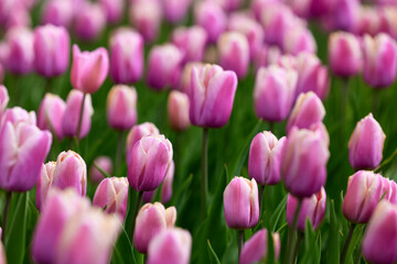 Beautiful bright colorful pink Spring tulips. Field of tulips. Tulip flowers blooming in the garden. Panning over many tulips in a field in spring. Colorful field of flowers in nature.