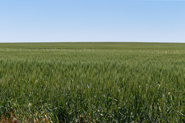 Endless wheat field farming agriculture crops disappearing into the horizon with selective focus