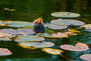 The Eurasian coot, Fulica atra, also known as the common coot, swims on a lake