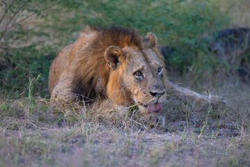 Close up of big male adult Lion seen licking paws in natural habitat