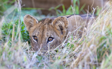 Single Lion cub resting in long grass in natural African bush land habitat