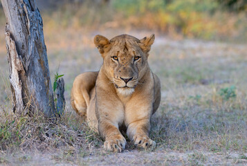 Naklejka na ściany i meble Close up shot of Lioness looking at camera in natural African bush land habitat