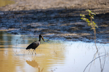 African open billed stork searching for food in natural African wetland habitat