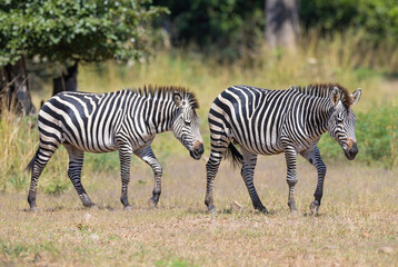Pair of wild zebras grazing for food in natural African habitat 